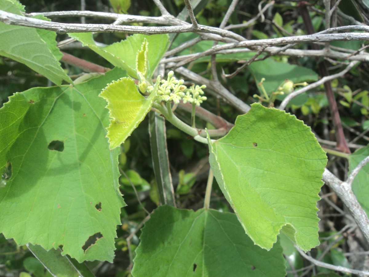 Cissus vitiginea L.